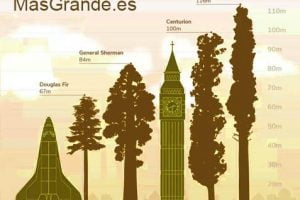 Árboles más grandes y altos del mundo