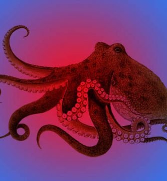 Los pulpos más grandes del mundo