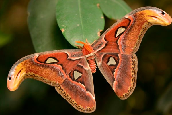 Mariposa Atlas la mas grande del mundo