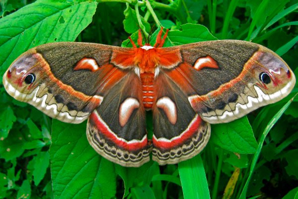 Mariposa Cernícalo grande