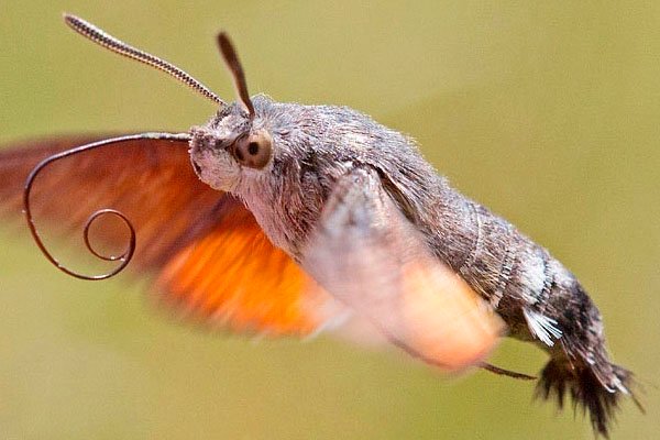 Mariposa de Colibrí mas grande del mundo