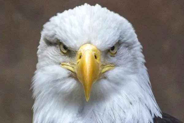 &aacute;guilas m&aacute;s grandes - &Aacute;guila calva americana