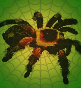 arañas mas grandes del mundo