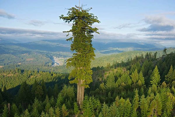 árbol más alto del mundo