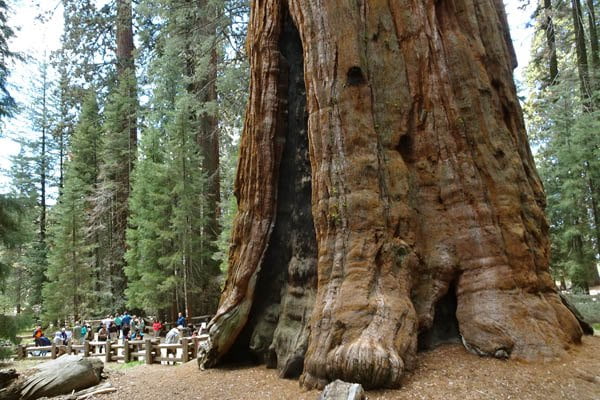 árbol más grande del mundo