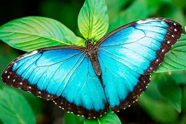 grande Mariposa de las Nubes