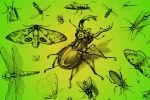 insectos más grandes del mundo