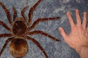 la araña mas grande del mundo