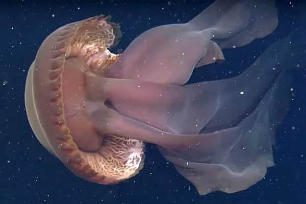 las medusas más grandes