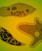 organismos unicelulares más grandes del mundo