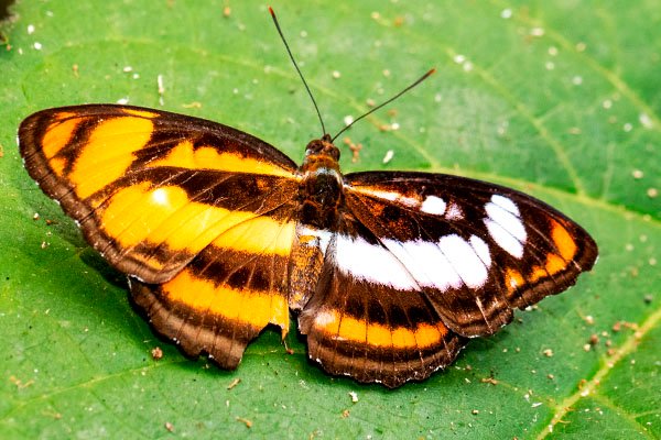 mariposa de cera grande