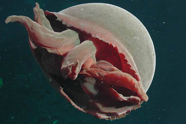 medusa grande