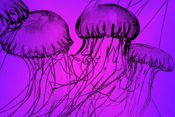 medusas más grandes del mundo