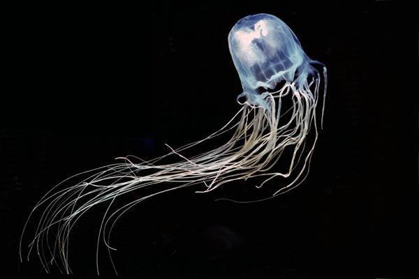 medusas mas venenosa del mundo