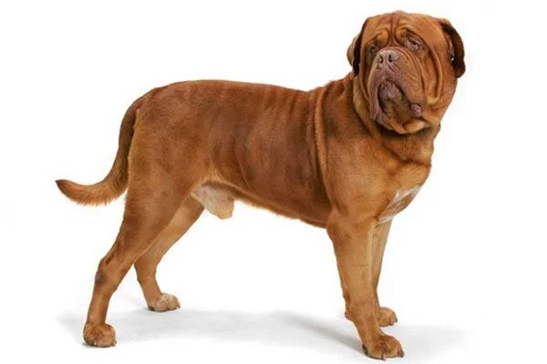 perro grande