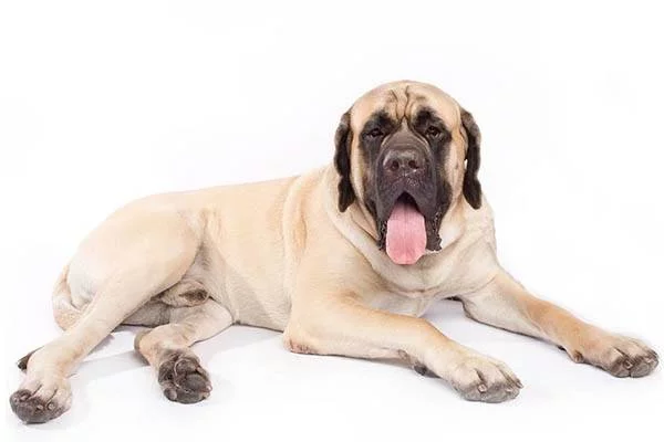 perro mas grande del mundo