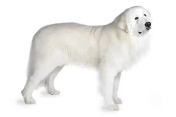 perro mas grande