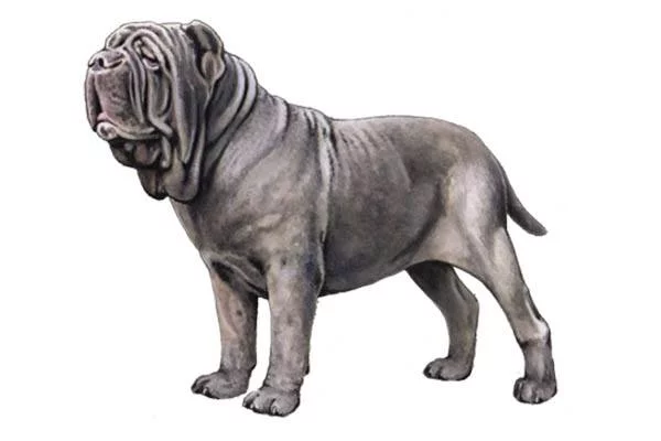 perro muy grande