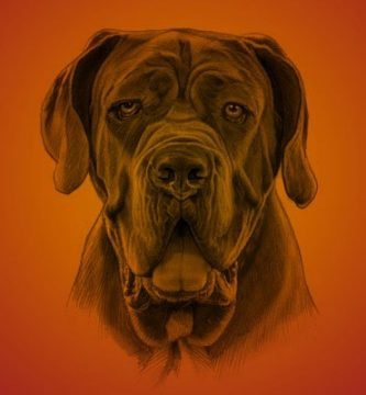 perros más grande del mundo