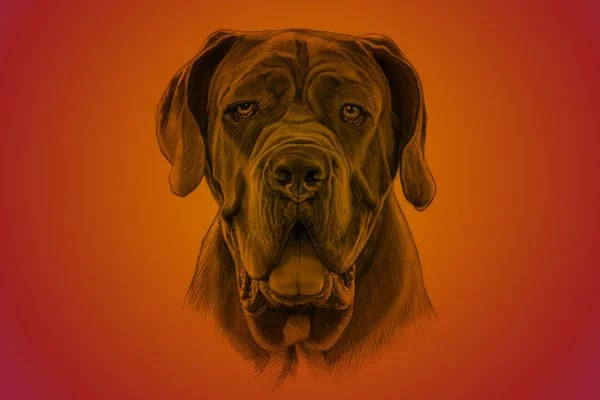 perros más grande del mundo