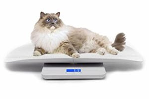 Cuanto pesa el gato más grande del mundo?