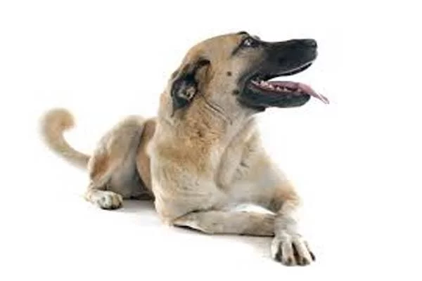 razas de perros grandes